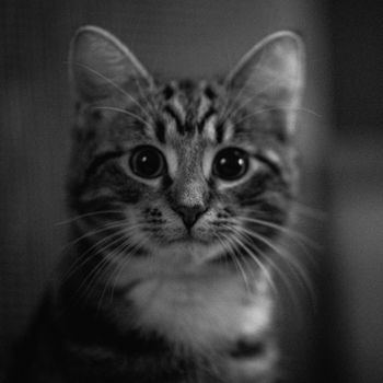 _DSC2196-2-Edit-Edit Katt bild för hemsida