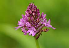 salepsrot (Anacamptis pyramidalis)