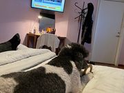 Tequila på Hotell