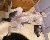 Tequila sover