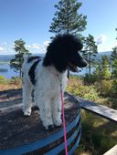 Asti i Värmland 2019