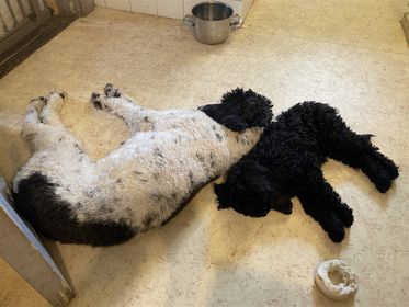 Mamma Asti och Koskenkorva