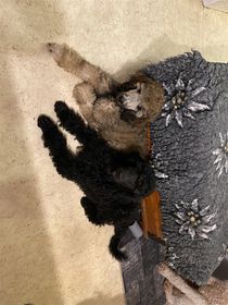 Jäger och Koskenkorva