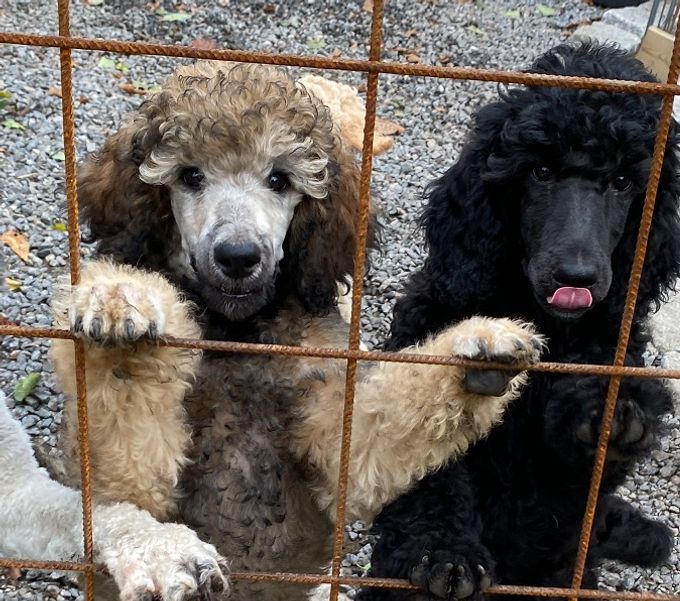 Pawpalett Jägermeister och Pawpalett Koskenkorva från vår kull 2021-07-14