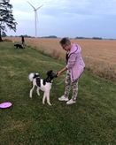 Tequila på Happy Hund Valpkurs 2020