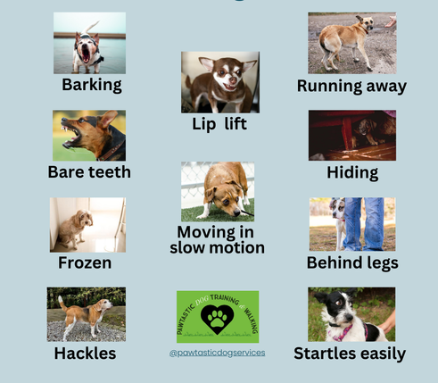 Dog trainer Bristol UK