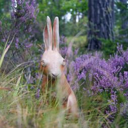 hare