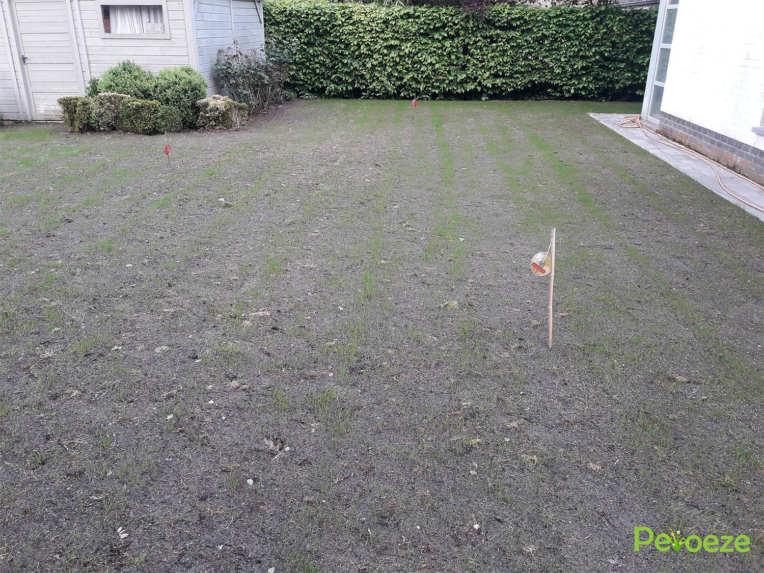 Gazonrenovatie Peloeze 3