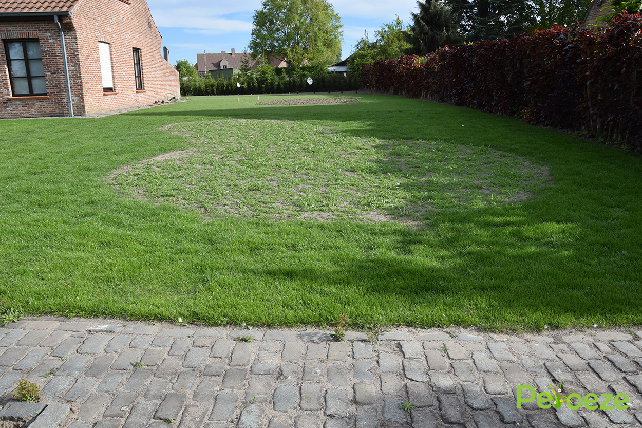 Opkomst bloemenweide Peloeze 