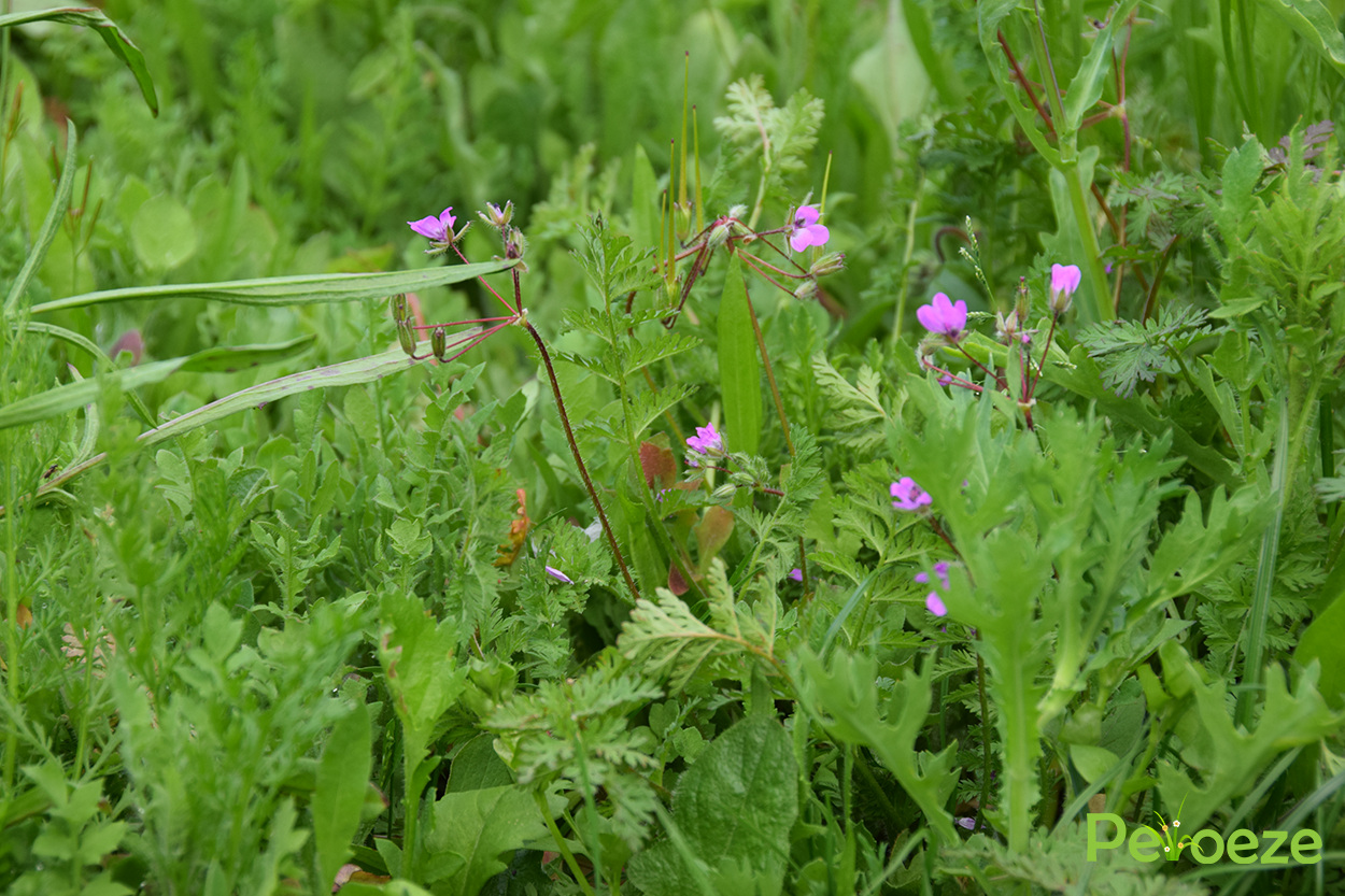 Eerste bloemetjes bloemenweide Peloeze