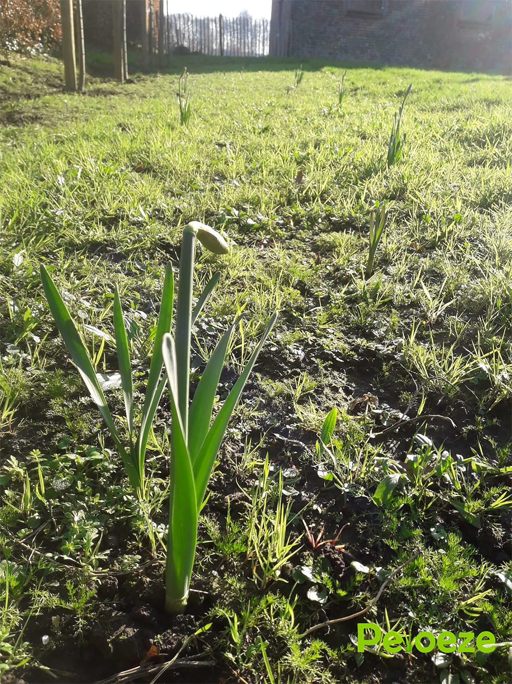 bloemenweide 5 Peloeze