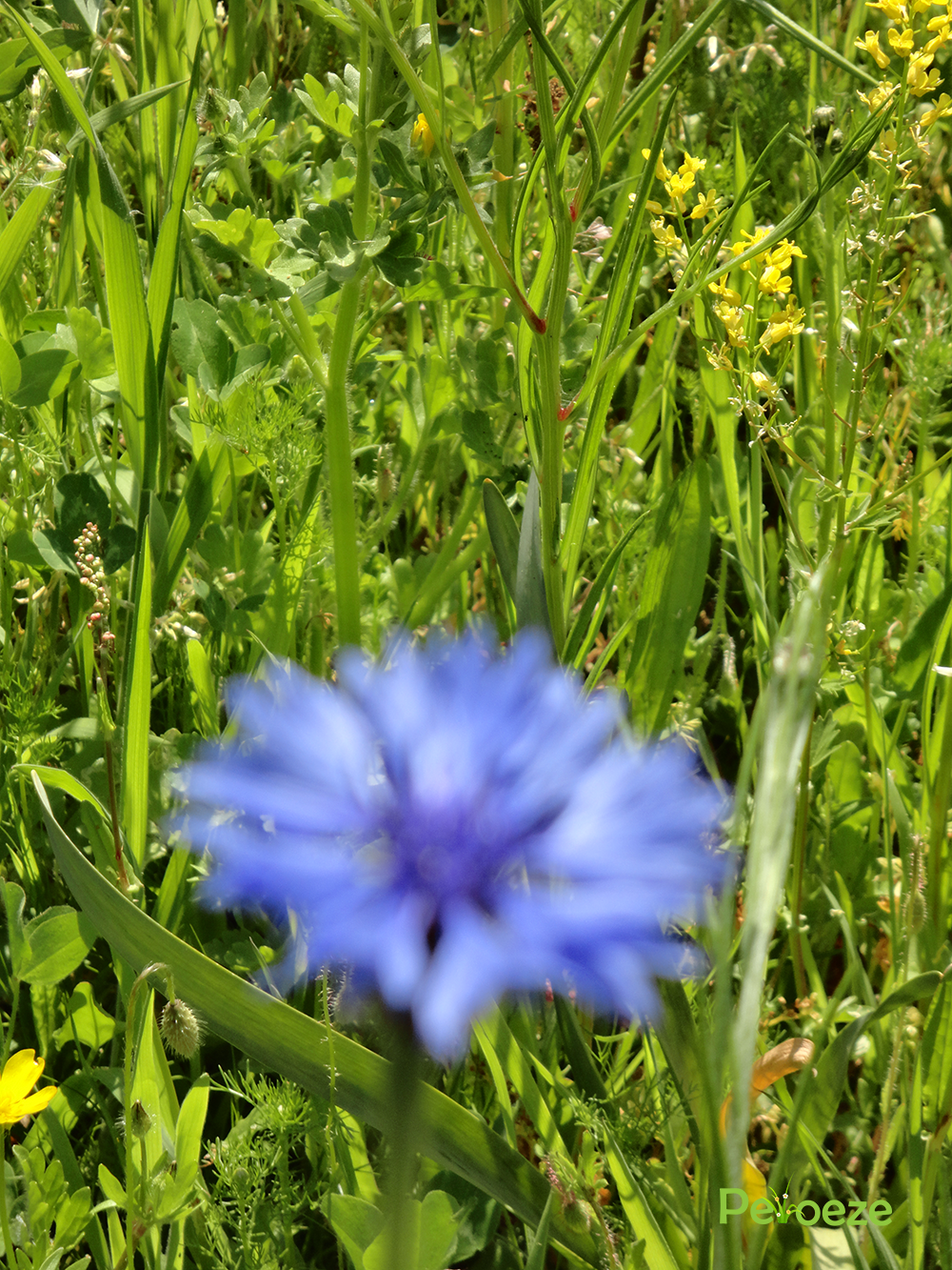 Bloemenweide bloei 1 Peloeze