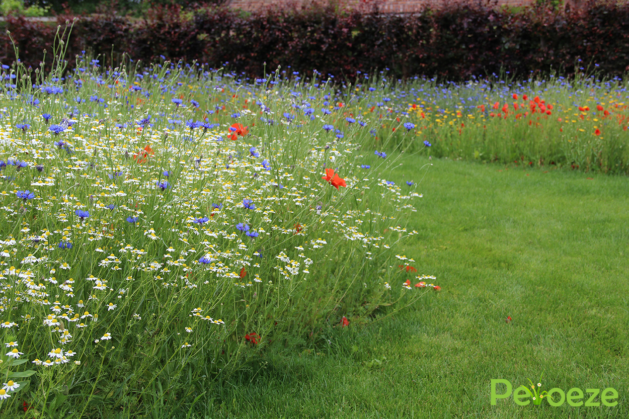 Bloemenweide 3 Peloeze 