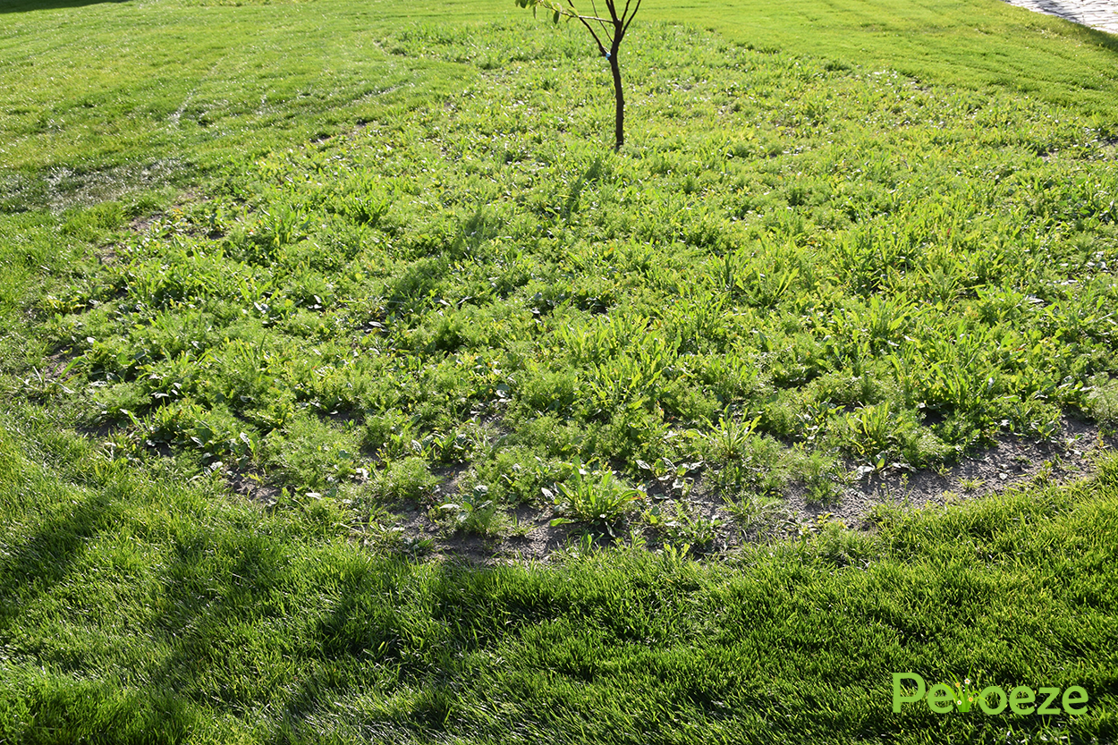 Opkomst bloemenweide Peloeze
