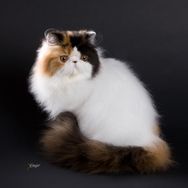 CH Amoudara´s O`Darling