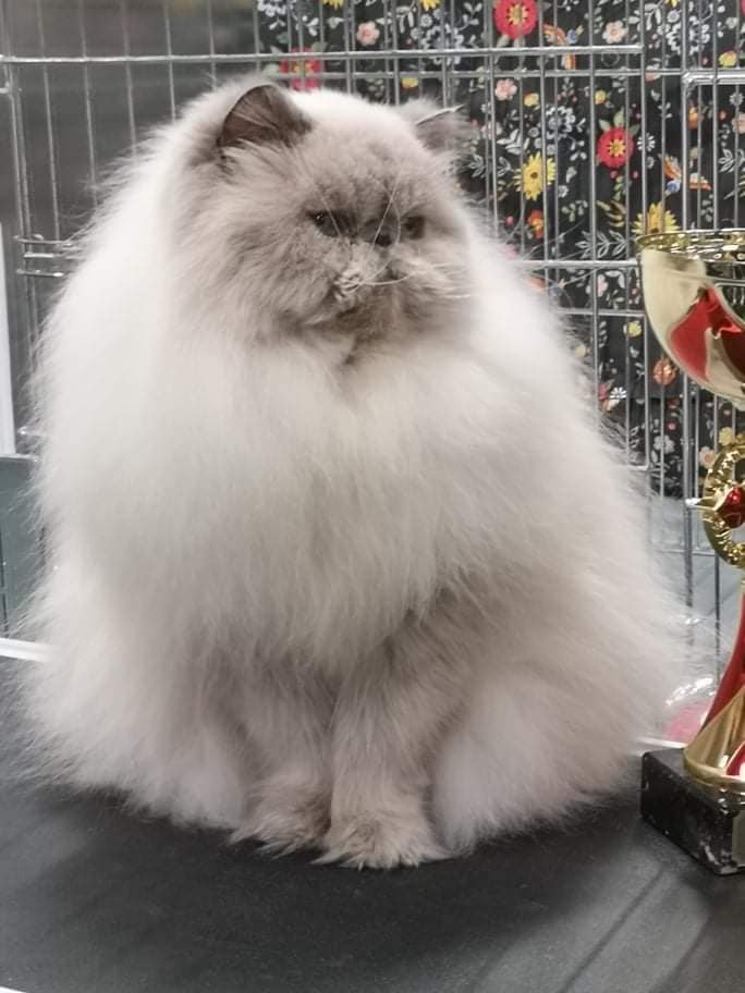 DK Cha-Mamitosu UPS a Daisie