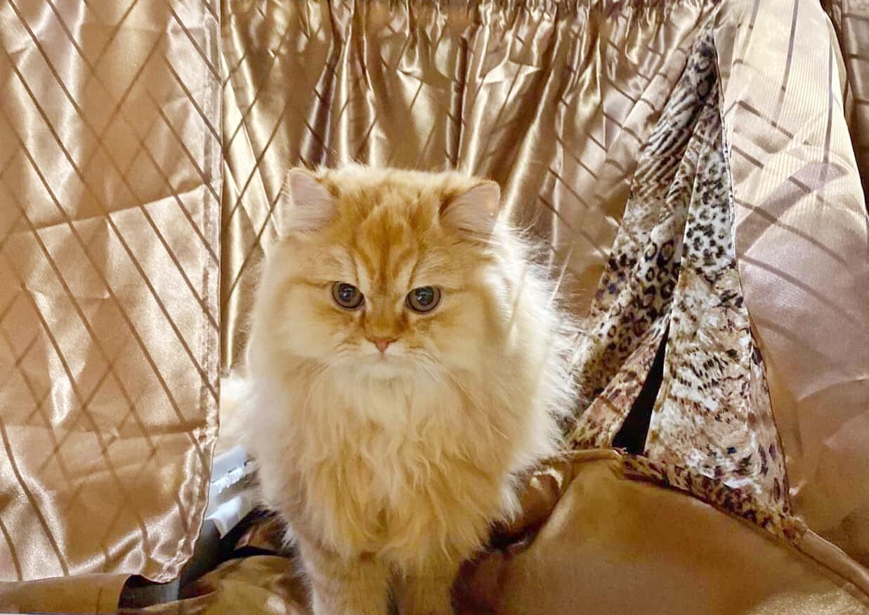 Classic Beauty Anni-Frid (Frida)	