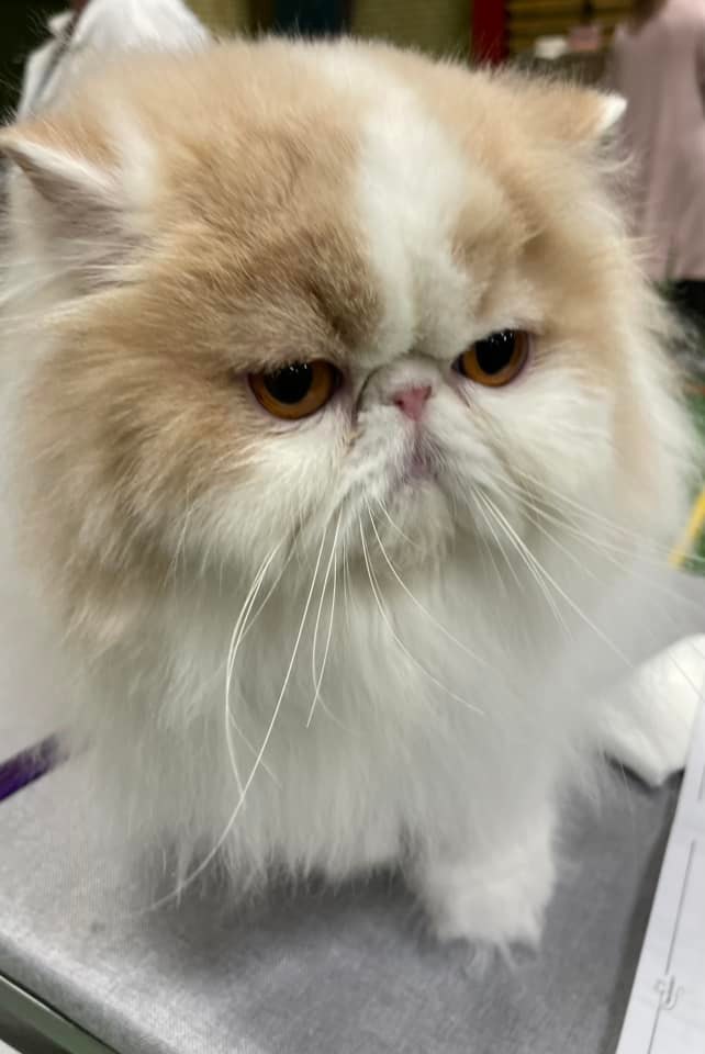 IC Namyslo´s  Ice Mocca