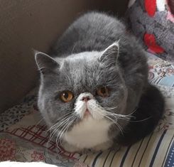 Jetameno´s Blue Moon 7 år