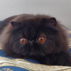 IC DiKeRo´s Kahlua Ludlow