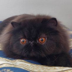 IC DiKeRo´s Kahlua Ludlows	