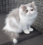 Namyslo´s Mia Maja
