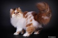 Patula s cats Artemesia 