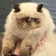 DK CacaoCat's Polly'Ester