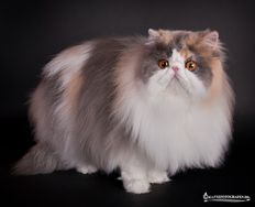 IC Namyslo´s Wictoria