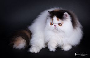 IC Namyslo´s Wilma