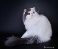 Hidaya´s Hjalte