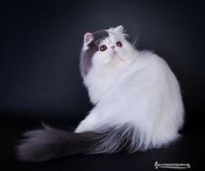 Hidaya´s Hjalte