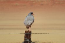 NAMIBIE SELECTIE SITE - 29
