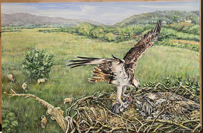 Osprey family