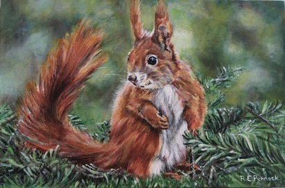 Red Squirrel