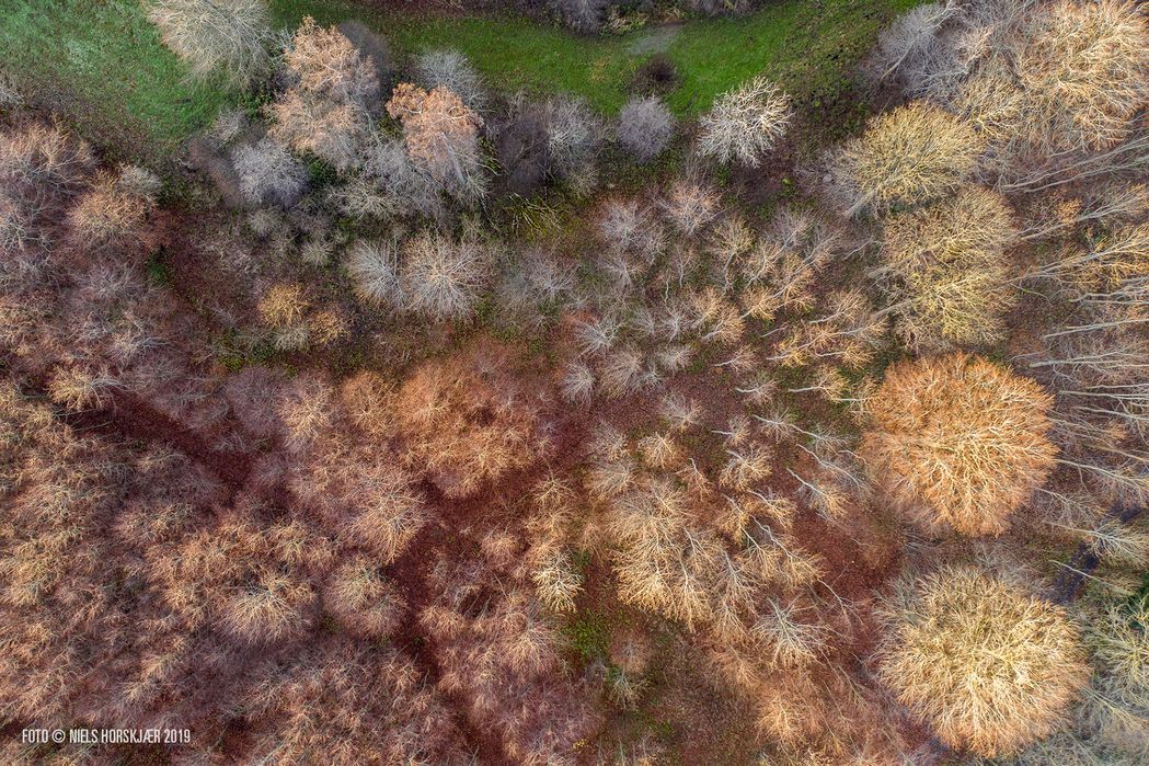 Løvenborg skov