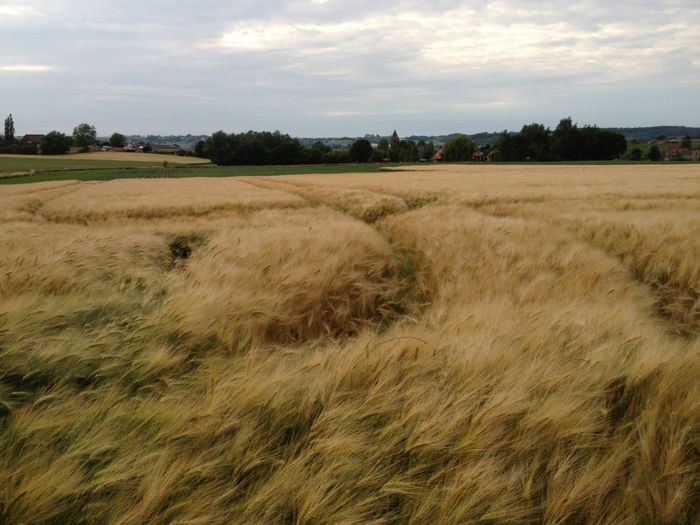 photo : paysage d'été dans la région des Collines,  berceau familial en Wallonie picarde
