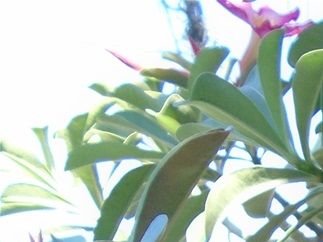 Flowering plant outside Larry and Lori's house.