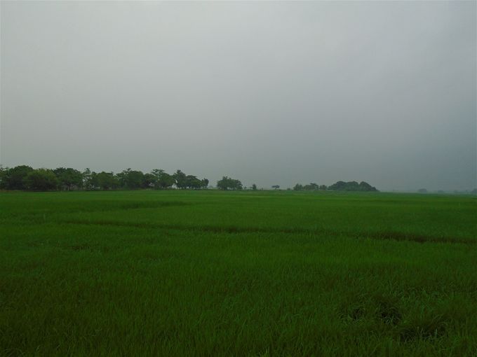 S-o-o-o much rice grows along the road to Rizal!