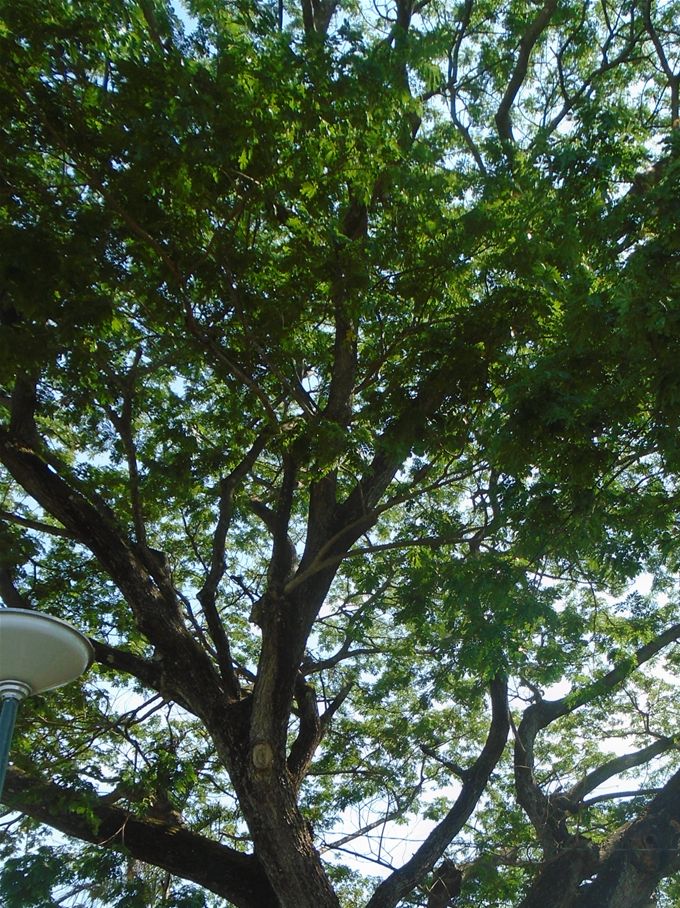 A big old acacia.