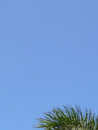 Can't find the identity of this palm: there are plenty of these, too, in Cabagan!