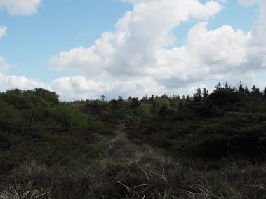 Hærvejen