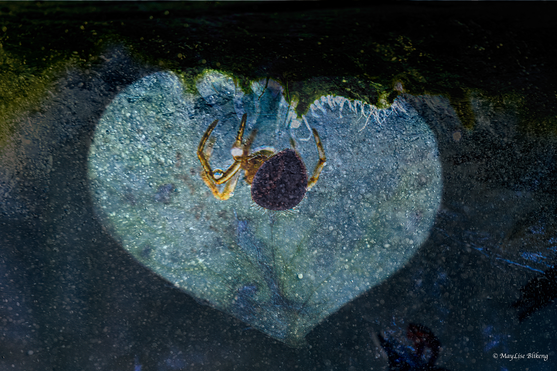Itsy bitsy spider