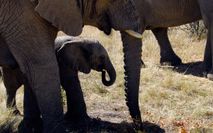 Elefanten Mutter & Baby