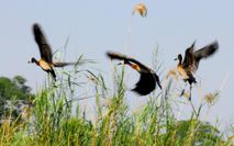 Nilgänse Fliegend