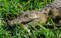 Okawango Bootsfahrt Krokodil 2