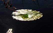 Okawango Delta Mokoro 8