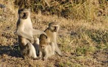 Vervet Monkeys Grüne Meerkatz