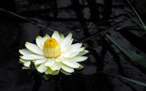 Waterlilly