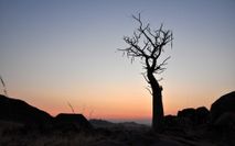 Wuestenbaum & Sonnenuntergang